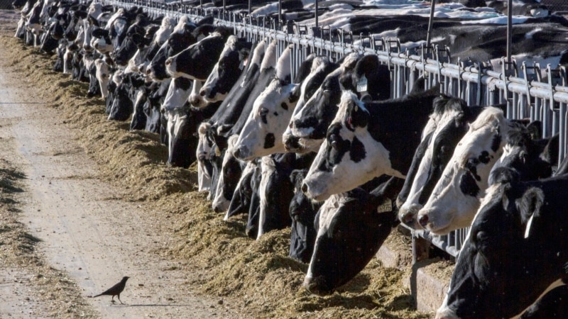 Slučaj ptičjeg gripa kod osobe u Teksasu, zaražena u kontaktu sa kravama