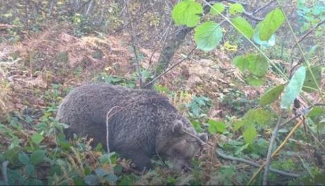Smanjenje prirodnog staništa i ilegalan lov doveli do istrebljenja mrkog medveda u BiH