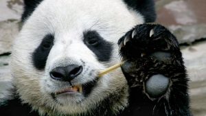 Smrt džinovske pande na Tajlandu izazvala buru – Kina pokrenula istragu