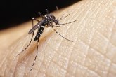 Smrtnost 97 odsto: Naučnici našli lek za epidemije koje šire komarci?