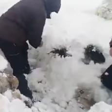 Sneg ZATRPAO OVCE na Svetog Luku! Gazde KOPAJU, pa vuku za ROGOVE (VIDEO)