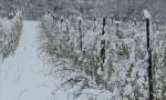 Sneg i mraz obrali voće