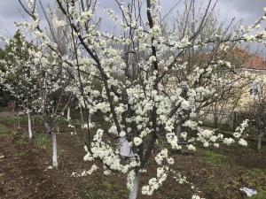 Sneg i niske temperature u aprilu smanjuju rod voća 