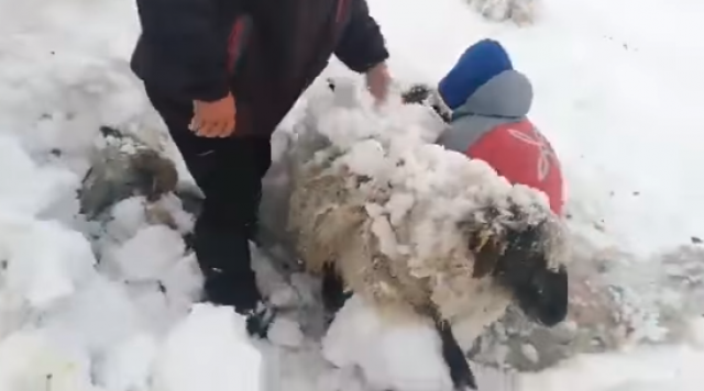 Sneg u Španiji, neverovatni snimci spasavanja ovaca VIDEO