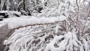Majski sneg uništio maline u Moravičkom i Zlatiborskom okrugu, ima ga i u višim delovima Ivanjice