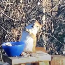 Snimak PIJANE veverice je apsolutni HIT na Internetu! (VIDEO)