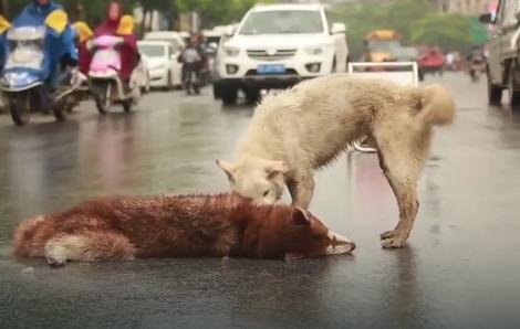 Snimak koji je RASTUŽIO SVET: Pas pokušava da probudi uginulog prijatelja (VIDEO)