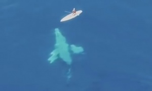 Snimak koji uliva strahopoštovanje: Mirno je plovio čamcem kada se ispod njega pojavilo jato kitova (VIDEO)
