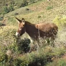 Snimak prvog susreta Španca i njegovog magarca posle karantina mnogima je izmamio suze (VIDEO)