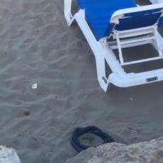 Snimak sa plaže koji je ZGROZIO Srbe krije DRUGAČIJU PRIČU: Da li pretpostavljate šta su zmije zapravo RADILE? (VIDEO) 