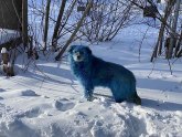 Šokantni prizori iz Rusije: Šta je sa psima? FOTO
