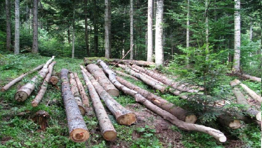 Sokolački drvoprerađivači ne žele Bulajića na mjestu direktora ŠG