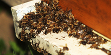 Sombor: Pčelarstvo je ljubav