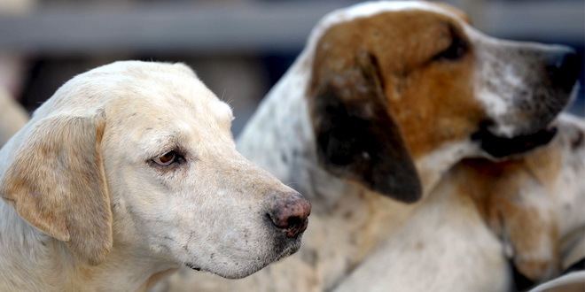 Psi lutalice koštaju Sombor milione