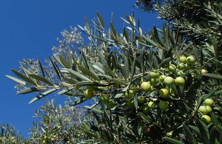 Španska Agro Sevilla zasadiće 1.000 hektara maslina u Hercegovini