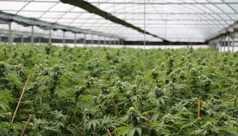 Španska policija traži Hrvata zbog 1.055 biljaka marihuane