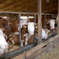 Spas za žedne stočare i 5.000 krava: Gradi se vodovod u Božetićima, ministarstvo izdvaja 70 miliona dinara (FOTO)