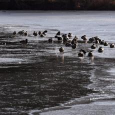 Spasavanje jedriličara na Palićkom jezeru imala je SREĆAN epilog: Sekirom razbijali led da pomognu