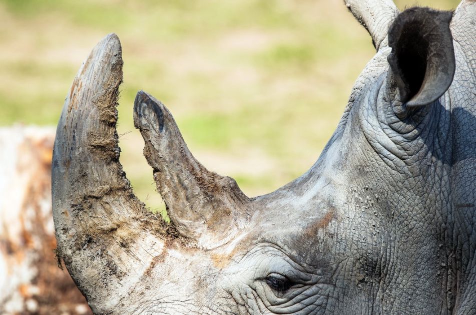 Spašena jedna vrsta nosoroga u Južnoj Africi