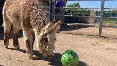 Sport i životinje: Magarac nazvan po fudbaleru Havercu, sportista oduševljen