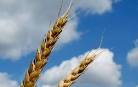 Srbija će imati dovoljno pšenice, za izvoz preko milion tona