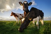 Srbija dobila sertifikat: Nema rizika od bolesti ludih krava
