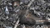 Srbija, ptice i priroda: Kako su zaštićene ptice stradale u Banatu i zašto bi šteta mogla da bude katastrofalna