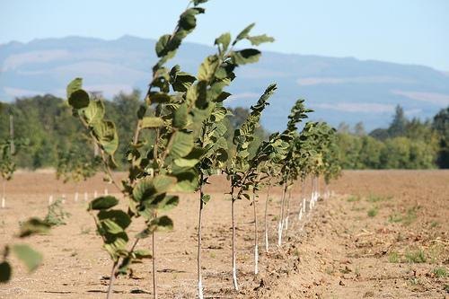 Srbija treća u svetu ima odobrenje za izvoz sadnica leske u EU