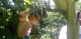 Srbija više nije samo zemlja među šljivama: U srcu Šumadije rodile banane FOTO