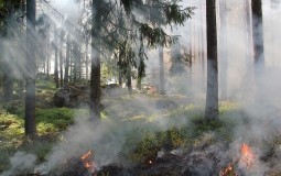 
					Srbijašume: Povećan rizik od šumskih požara, ne paliti vatru 
					
									