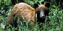Srbobran: Inspekcija oduzela tri medveda