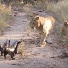 Sreli se lavovi i jazavci - šta mislite, ko je POBEGAO od sukoba? (VIDEO)