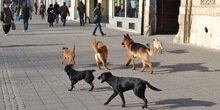 Sremska Mitrovica: Azil za pse