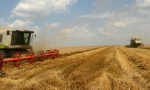 Srpska pšenica uskoro u Egiptu i Kini?