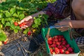 Srpska zabranila uvoz jagoda iz Albanije