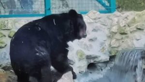 Šta nam o vremenu govori jutrošnje ponašanje medveda u zoo vrtovima u Beogradu i Paliću?