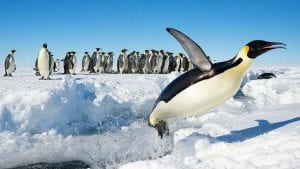 Šta posete ljudi čine antarktičkim pticama? (2. deo)