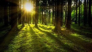 Šta znači sanjati šumu?