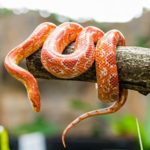 Šta znači sanjati zmiju: Na šta vam podsvest skreće pažnju