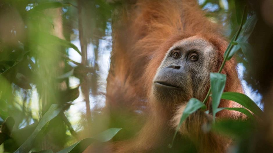 Staništa orangutana sve manja - seku šume uprkos zabrani