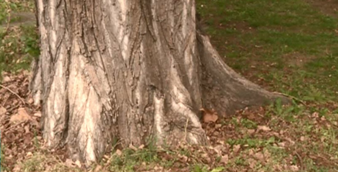 Stanovnike Satelita muči korenje starog drveta