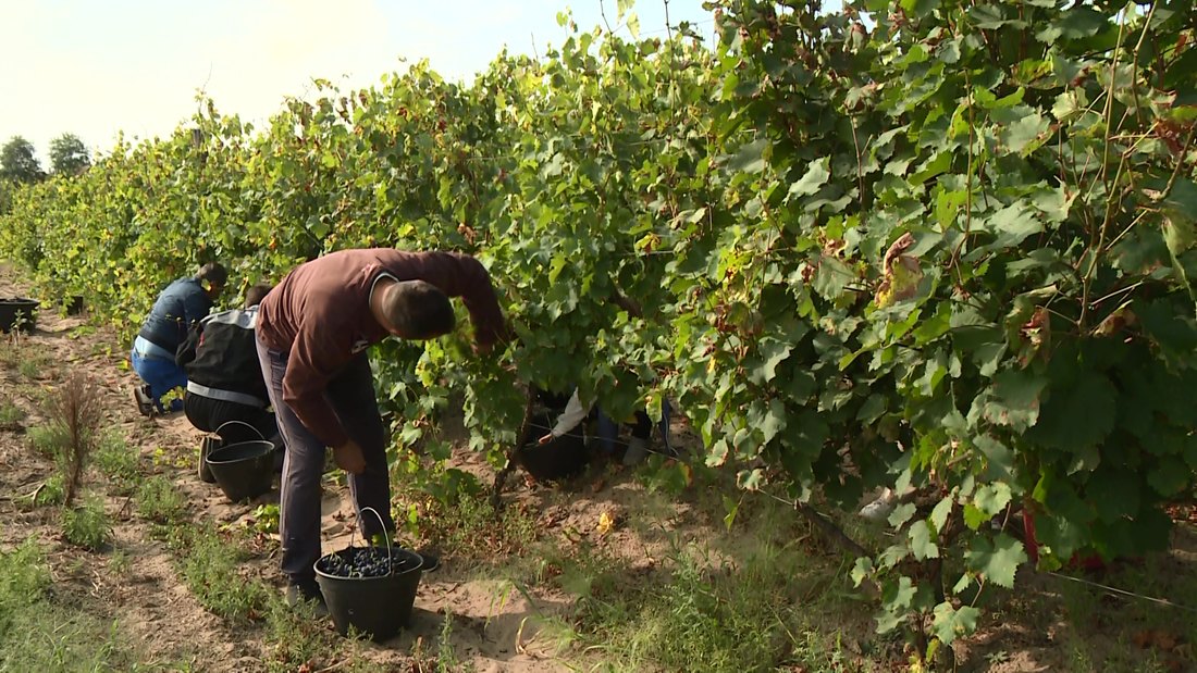 Stari subotički vinari čuvaju tradiciju nekadašnje berbe i proizvodnje