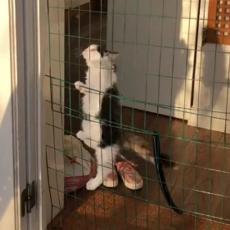 Stavili su žičanu ogradu da bi zadržali mačku - pa, nije ona od juče! (VIDEO)