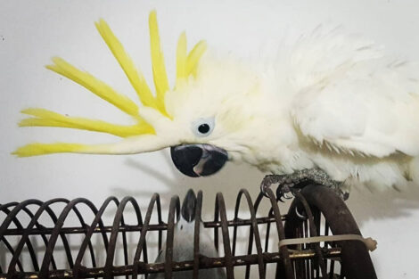 Stefan živi sa 150 papagaja: Prvo je rekao ‘papagaj’ pa ‘mama’ (FOTO, VIDEO)