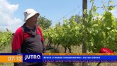 Šteta u nekim vinogradima i do 80 odsto VIDEO