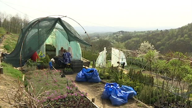 Stevanovići već 20 godina uzgajaju dekorativne četinare i ukrasno bilje