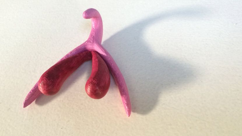 Stigao je 3D klitoris! Ovako će devojčice i dečaci učiti o seksu (FOTO) (VIDEO)