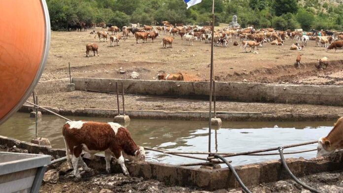 Stigle cisterne sa vodom na Suvu planinu, stočari traže trajno rešenje