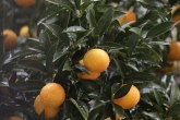 Stop turskim mandarinama: RS zabranila uvoz zbog pesticida