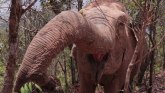 Stotine slonova sa Tajlanda bori se da preživi glad nastalu zbog pandemije virusa korona